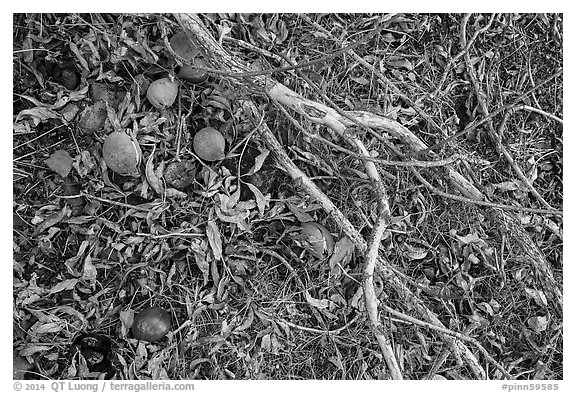 Ground view with Buckeye branches and fallen nuts. Pinnacles National Park (black and white)