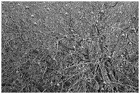 Buckeye branches and nuts in autumn. Pinnacles National Park ( black and white)