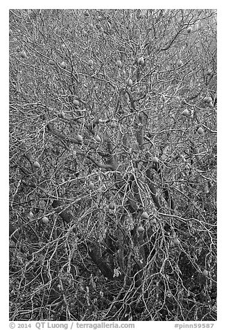 Buckeye branches and fruits in autumn. Pinnacles National Park (black and white)