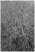 Buckeye branches and fruits in autumn. Pinnacles National Park ( black and white)