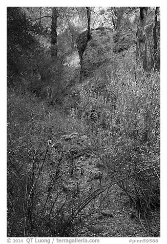 Shrubs and rocks along Dry Chalone Creek bed in autumn. Pinnacles National Park (black and white)