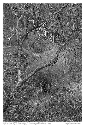 Branches above Dry Chalone Creek in autumn. Pinnacles National Park (black and white)