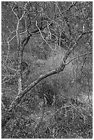 Branches above Dry Chalone Creek in autumn. Pinnacles National Park ( black and white)