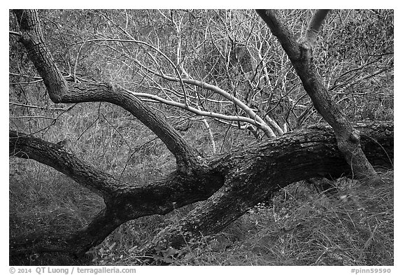 Grasses, tree trunks and shrubs along Chalone Creek in autumn. Pinnacles National Park (black and white)