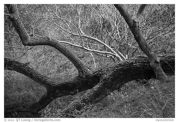 Grasses, tree trunks and shrubs along Chalone Creek in autumn. Pinnacles National Park (black and white)