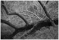 Grasses, tree trunks and shrubs along Chalone Creek in autumn. Pinnacles National Park ( black and white)