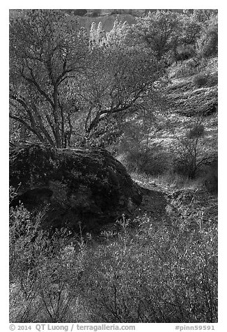 Rock and autumn foliage color along Chalone Creek. Pinnacles National Park (black and white)