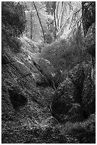 Creek and rocks near Balconies Cave. Pinnacles National Park ( black and white)