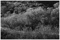 Fall foliage on creek and hill near Balconies. Pinnacles National Park ( black and white)