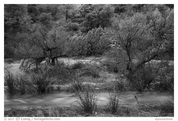 Chalone Creek with winter flow. Pinnacles National Park (black and white)