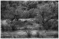 Chalone Creek with winter flow. Pinnacles National Park ( black and white)