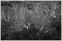 Sycamores in winter, Bear Gulch. Pinnacles National Park ( black and white)