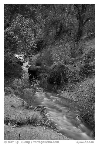 Bear Creek flowing. Pinnacles National Park (black and white)
