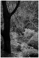 Forest in late winter and Bear Creek. Pinnacles National Park ( black and white)