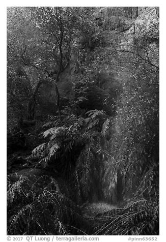 Lush vegetation at the base of Moses Spring. Pinnacles National Park (black and white)