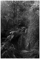 Lush vegetation at the base of Moses Spring. Pinnacles National Park ( black and white)