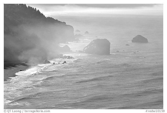 Morning mist on coast. Redwood National Park, California, USA.