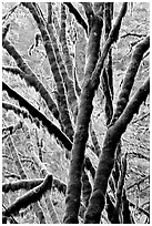 Moss-covered branches. Redwood National Park ( black and white)