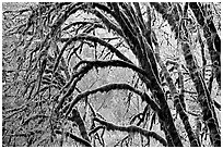 Moss-covered arching tree. Redwood National Park ( black and white)