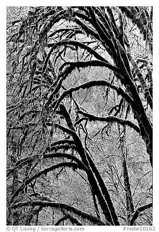 Moss-covered arching tree. Redwood National Park, California, USA.