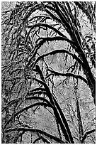 Moss-covered arching tree. Redwood National Park, California, USA. (black and white)