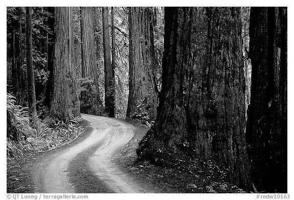 Twisting Howland Hill Road, Jedediah Smith Redwoods. Redwood National Park, California, USA.