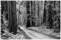 Gravel road, Howland Hill, Jedediah Smith Redwoods. Redwood National Park, California, USA. (black and white)