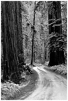 Winding Howland Hill Road, Jedediah Smith Redwoods. Redwood National Park, California, USA. (black and white)