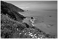 Wildflowers and Enderts Beach. Redwood National Park, California, USA. (black and white)