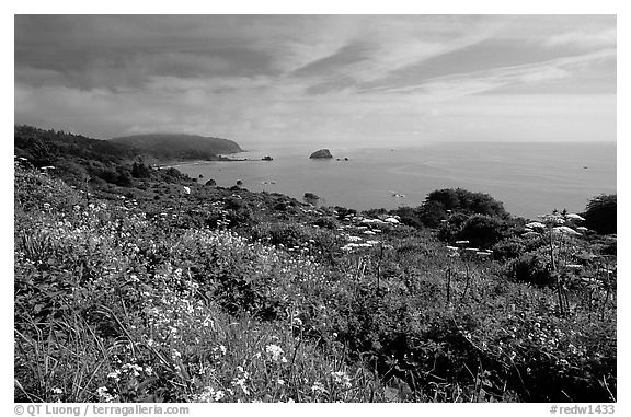 Wildflowers and Ocean, Del Norte Coast Redwoods State Park. Redwood National Park (black and white)