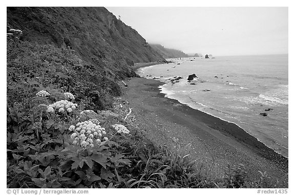 Coastline with black sand beach and wildflowers. Redwood National Park, California, USA.