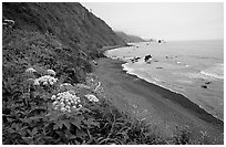 Coastline with black sand beach and wildflowers. Redwood National Park, California, USA. (black and white)