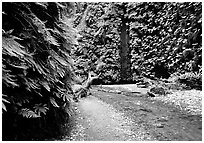 Fern Canyon with Fern-covered walls. Redwood National Park, California, USA. (black and white)