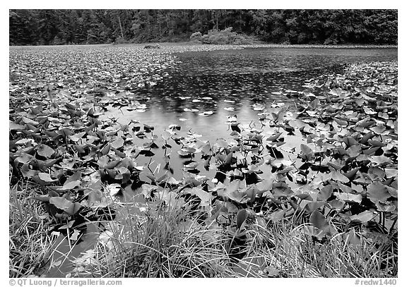 Pond with water plants. Redwood National Park (black and white)