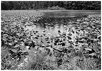 Pond with water plants. Redwood National Park, California, USA. (black and white)