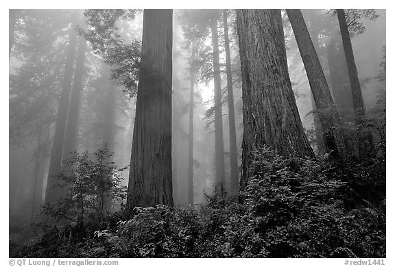 Looking up tall coast redwoods (Sequoia sempervirens) in fog. Redwood National Park, California, USA.