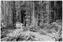 Ferns, redwoods, Del Norte. Redwood National Park, California, USA. (black and white)