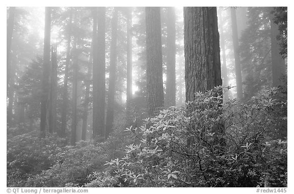 Rododendrons, tall coast redwoods, and fog, Del Norte. Redwood National Park, California, USA.