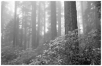 Rododendrons, tall coast redwoods, and fog, Del Norte. Redwood National Park, California, USA. (black and white)