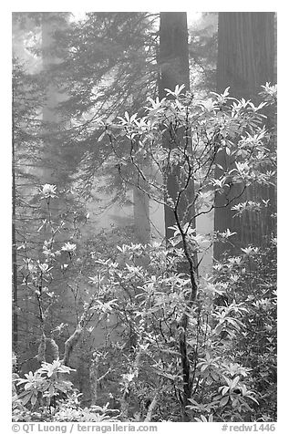 Rododendrons, coast redwoods, and fog, Del Norte Redwoods State Park. Redwood National Park (black and white)