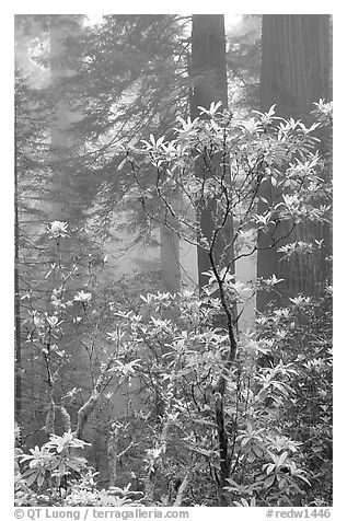 Rododendrons, coast redwoods, and fog, Del Norte. Redwood National Park, California, USA.