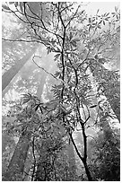 Looking upwards redwood forest in fog through rododendrons, Del Norte Redwoods State Park. Redwood National Park ( black and white)