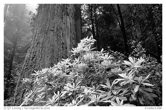 Rododendrons in bloom and thick redwood tree, Del Norte Redwoods State Park. Redwood National Park (black and white)