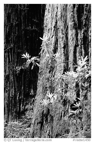 Redwood trunk and rododendron. Redwood National Park, California, USA.