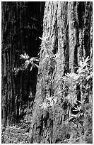 Redwood trunk and rododendron. Redwood National Park, California, USA. (black and white)