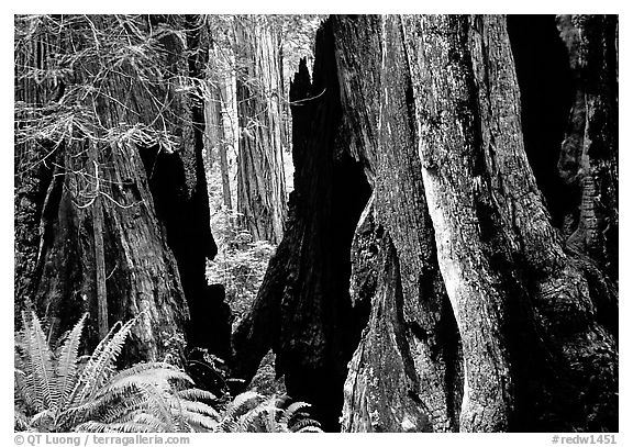 Hollowed redwoods and ferns, Del Norte. Redwood National Park, California, USA.