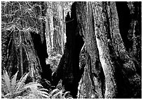 Hollowed redwoods and ferns, Del Norte. Redwood National Park, California, USA. (black and white)