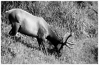 Roosevelt Elk, Prairie Creek. Redwood National Park, California, USA. (black and white)