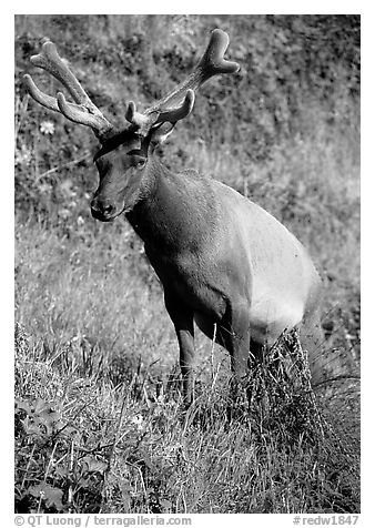 Roosevelt Elk, Prairie Creek. Redwood National Park, California, USA.