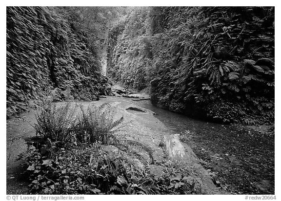 Stream and walls covered with ferns, Fern Canyon. Redwood National Park, California, USA.